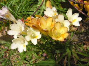 Freesia Flowers in White and Yellow Colors