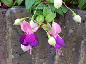 Fuchsia (Fuchsia spp.) Purple Color Flowers