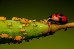 Aphids attack on flowers