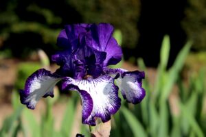 Iris (Iris spp.) Purple Color Flower in Beautiful Shape