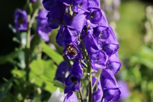 Monkshood (Aconitum spp.) Purple Color Flowers