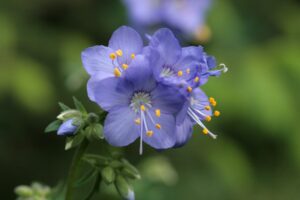 Jacob's Ladder (Polemonium spp.)