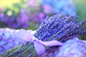 Lavender (Lavandula spp.) Purple Color Flowers