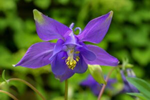 Columbine (Aquilegia spp.) Purple Color Flowers