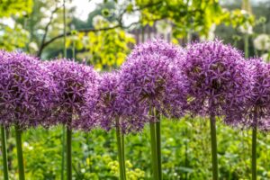 Allium (Allium spp.) Flowers