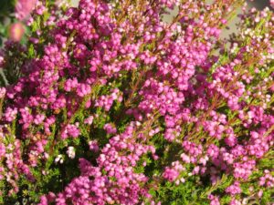 Bell Heather (Erica cinerea)