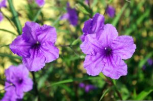 Mexican Petunia (Ruellia brittoniana)