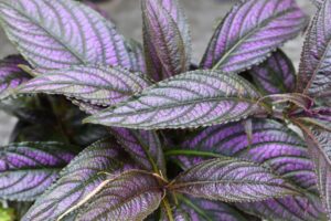 Persian Shield (Strobilanthes dyerianus)