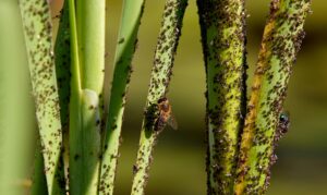 Aphids attack