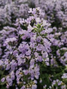 Catmint (Nepeta spp.) Purple Color Flowers