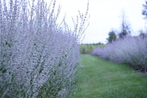 Russian Sage (Perovskia atriplicifolia)