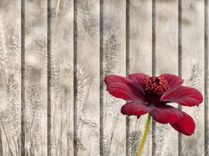 Chocolate Cosmos Flowers 