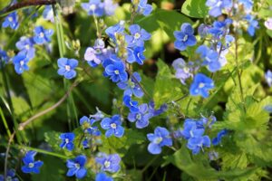 Veronica (Veronica spp.)