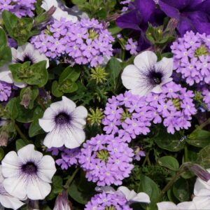 Verbena (Verbena spp.) Purple Color Flowers