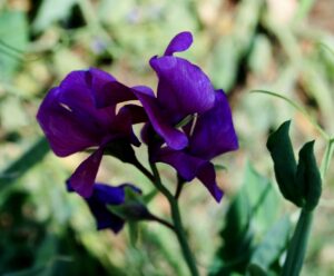 Sweet Pea (Lathyrus odoratus)