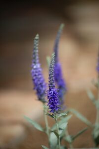 Speedwell (Veronica spp.)