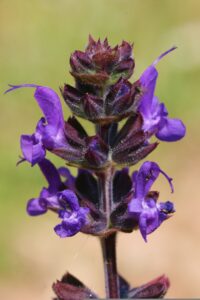 Salvia (Salvia spp.) Purple Color Flowers