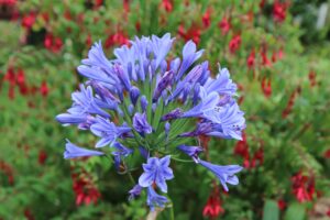 Agapanthus Flower