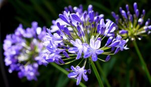 Agapanthus 'Black Pantha' Cultivar