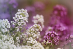 Sweet Alyssum Fragrant Flowers