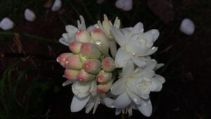 Tuberose (Polianthes tuberosa) Fragrant Flowers