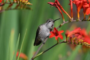 Hummingbird Mint (Agastache spp.) Fragrant Flowers