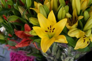 Lilies Cut Flowers