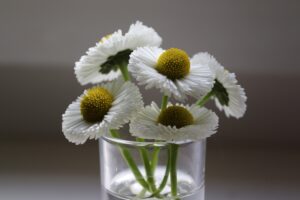 English Daisy Cut Flower