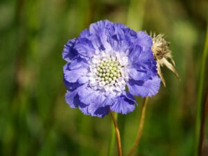 Scabiosa, or pincushion flower