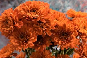 Chrysanthemums Cut Flowers