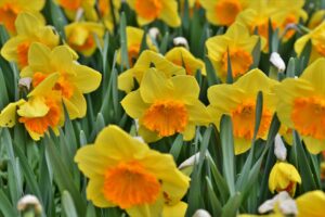 Daffodils Fragrant Flowers