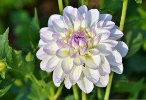 Dahlias Cut Flowers