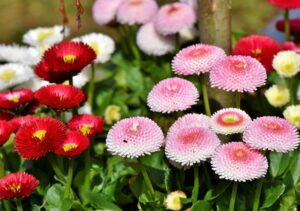 English Daisy Flower in Mix Color