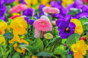 English Daisy Flower with Pansy