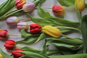 Tulips Cut Flowers