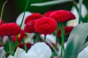 English Daisy Flower in Red Color