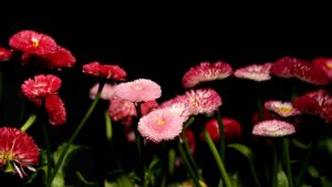 English Daisy Flower