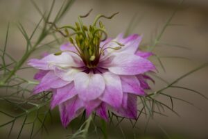 Nigella Flowering Beauty 