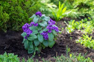 Heliotrope Fragrant Flowers