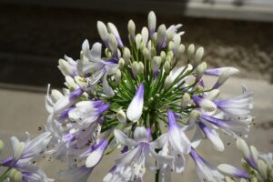 Agapanthus 'Queen Mum' Cultivar