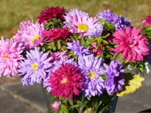 Asters Cut Flowers Bouquet 