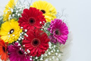 Gerbera Daisies Cut Flowers