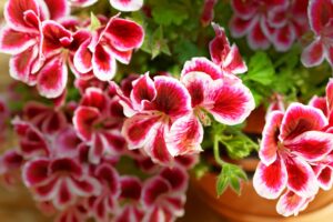 Geranium Fragrant Flowers