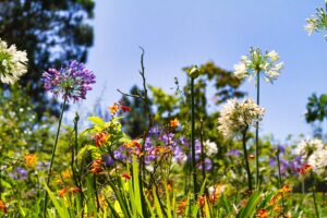 Agapanthus Flower Propagation