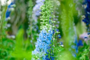 Larkspur Flowers in Beautiful color 