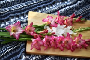 Gladiolus Cut Flowers