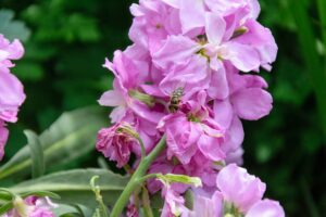 Stock (Matthiola incana) Fragrant Flowers