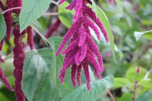 Amaranth Cut Flower