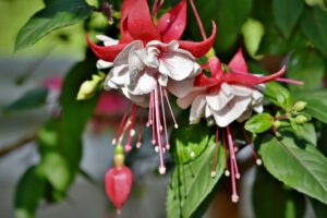 Fuchsia Fragrant Flowers