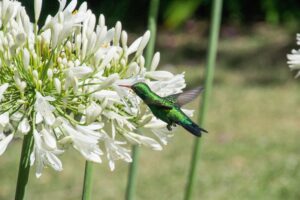 Agapanthus Flower in White color with Huming Bird